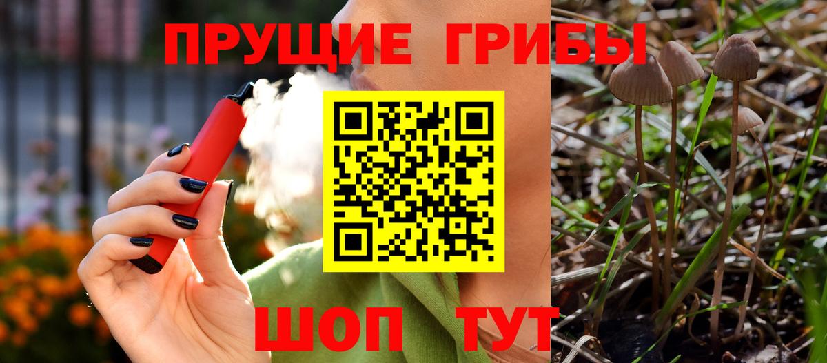 Псилоцибиновые грибы Psilocybe Новоалександровск